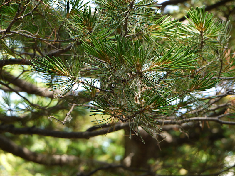 ヒメコマツ、ゴヨウマツ(Pinus parviflora)