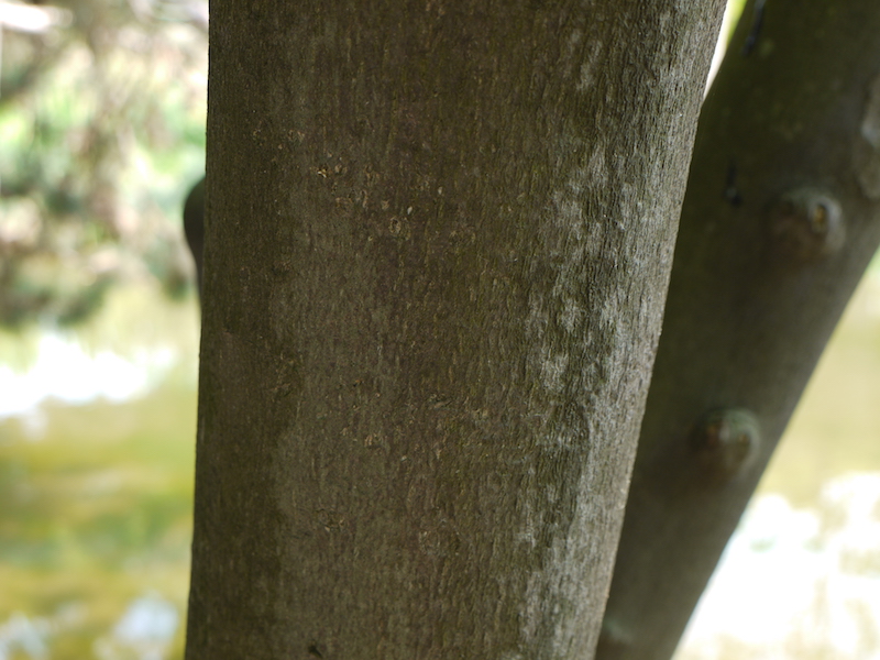 ハクウンボク(Styrax obassia)