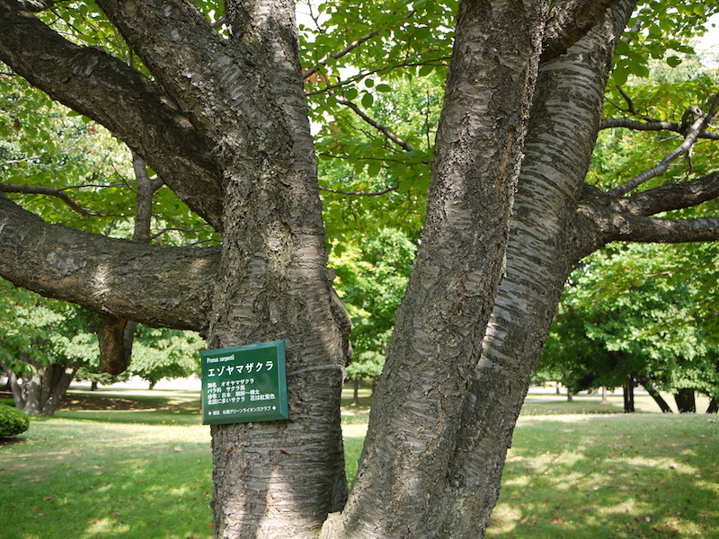 エゾヤマザクラ(オオヤマザクラ)(Prunus sargentii)