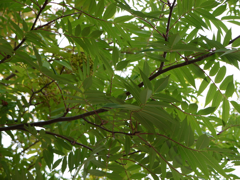 ナナカマド(Sorbus commixta)