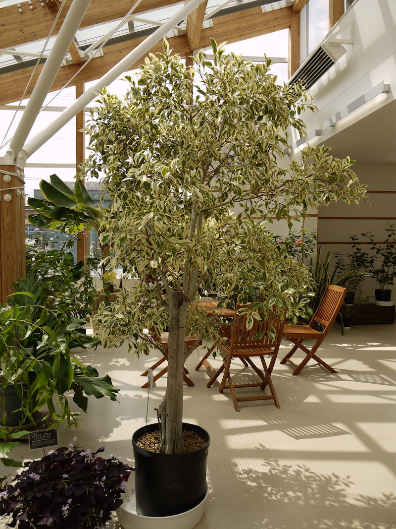 フイリベンジャミン(Ficus benjamina ‘Variegata’)