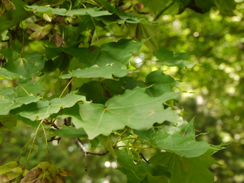 イタヤカエデ(Acer mono var. marmoratum)