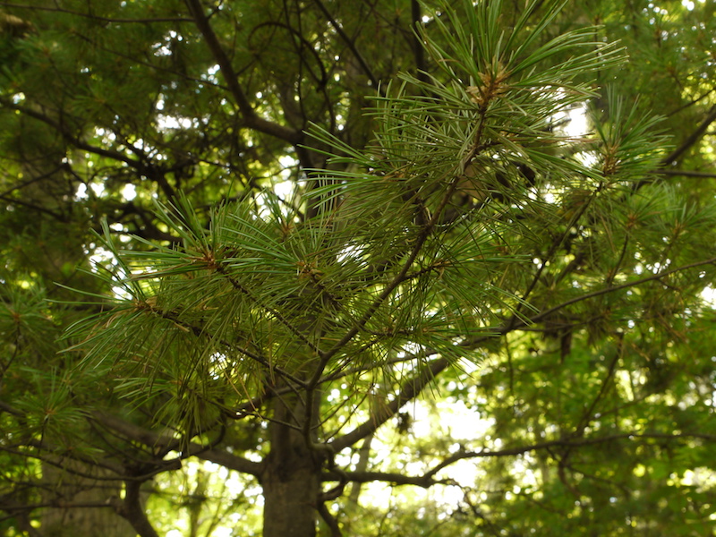 キタゴヨウマツ(Pinus parviflora var. pentaphylla)