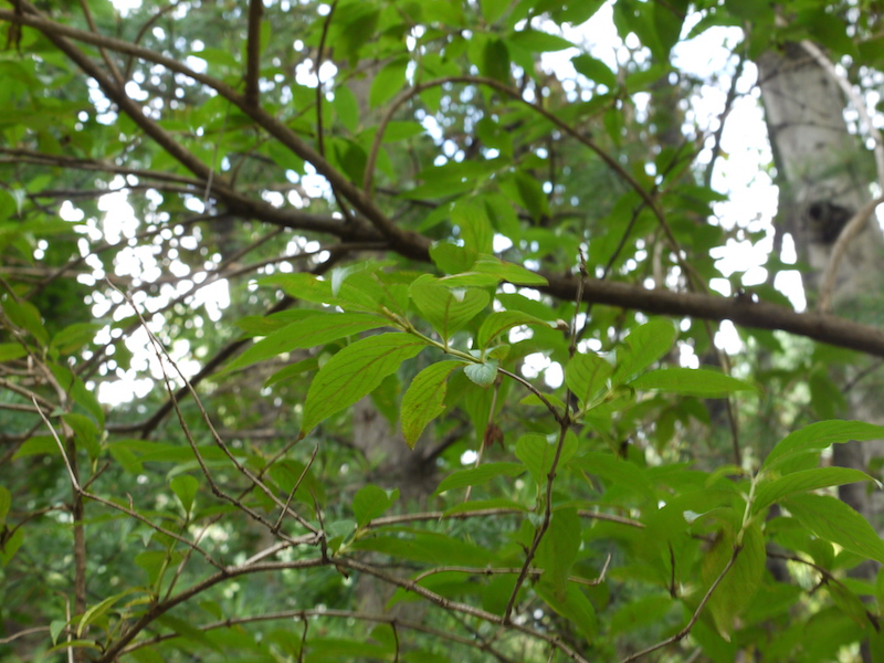 ハコネウツギ(Weigela coraeensis)