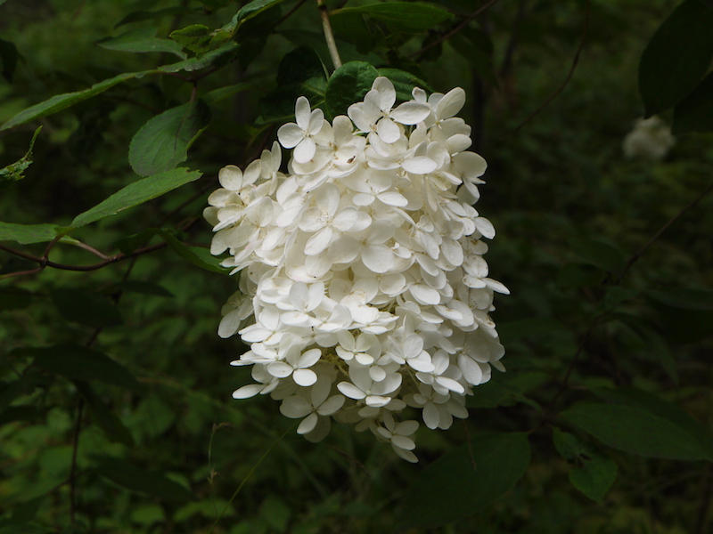 ミナヅキ(Hydrangea paniculata f. grandiflora)