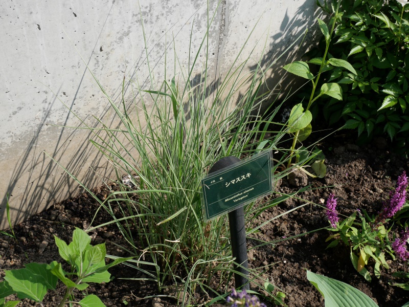 シマススキ(Miscanthus sinensis ‘Variegatus’)