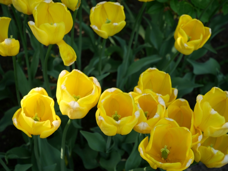 チューリップ カラクテール