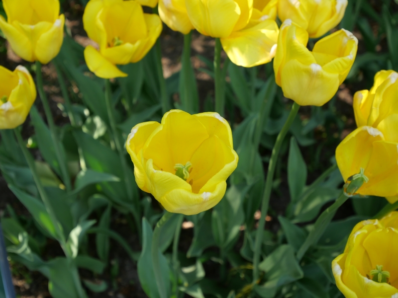 チューリップ カラクテール