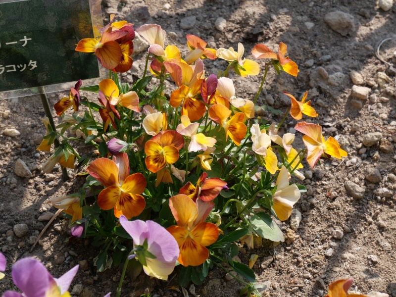 Viola ビオラ コリーナ テラコッタ