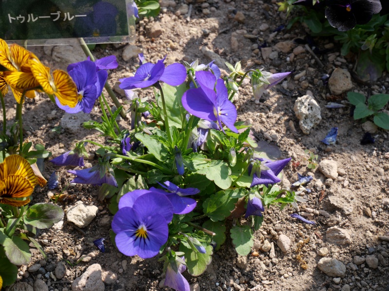 Viola ビオラ ソルベ トゥルーブルー