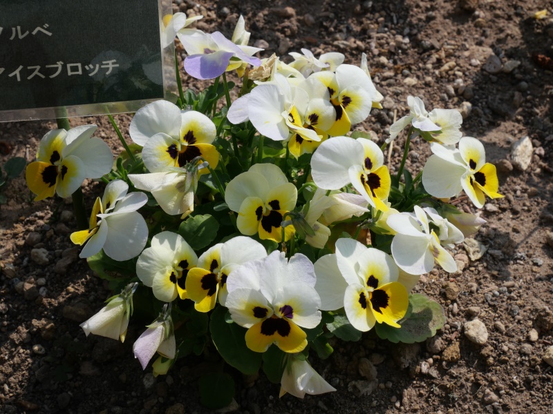 Viola ビオラ ソルベ レモンアイスブロッチ