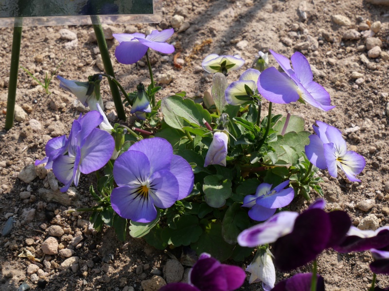 Viola ビオラ ペニー パープルピコティ