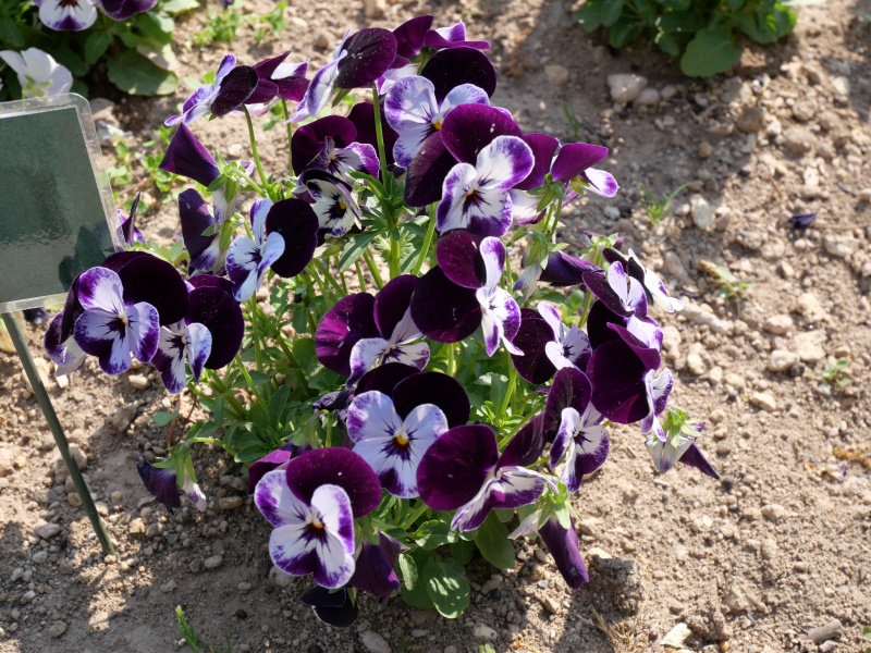 Viola ビオラ ペニー ミッキー