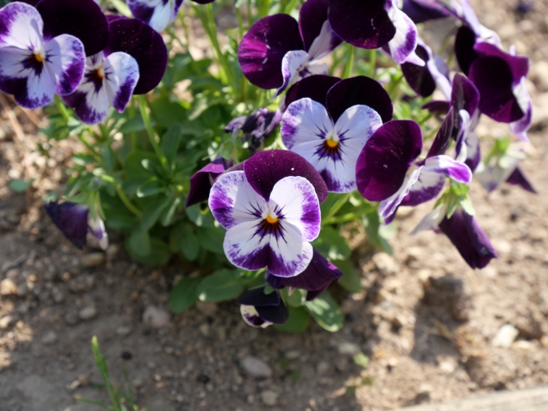 Viola ビオラ ペニー ミッキー