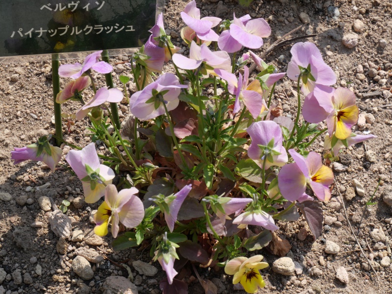 Viola ビオラ ベルヴィソ パイナップルクラッシュ