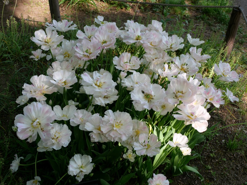 チューリップ アンジェリケ