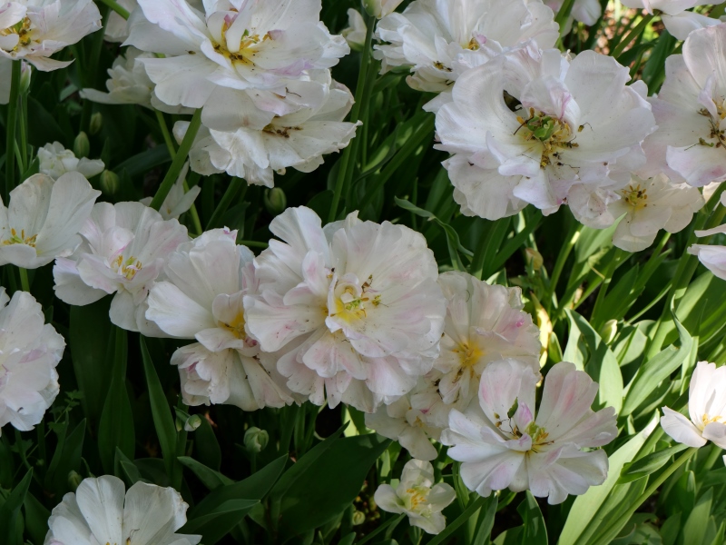 チューリップ アンジェリケ