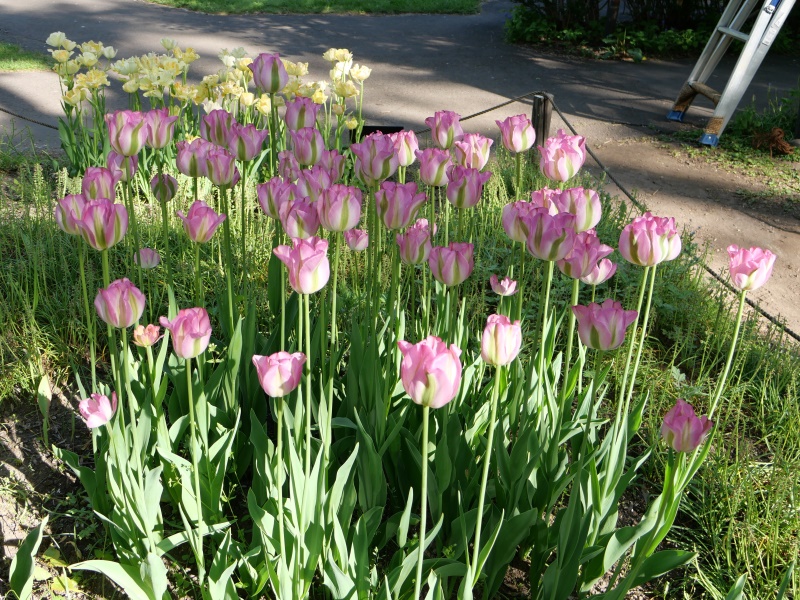 チューリップ グリーンランド