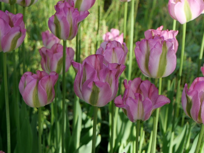 チューリップ グリーンランド