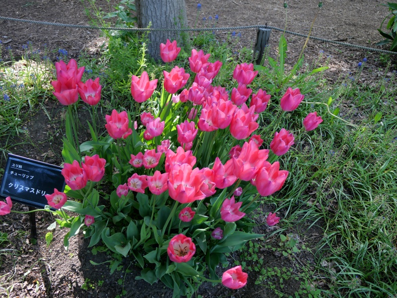 チューリップ クリスマスドリーム