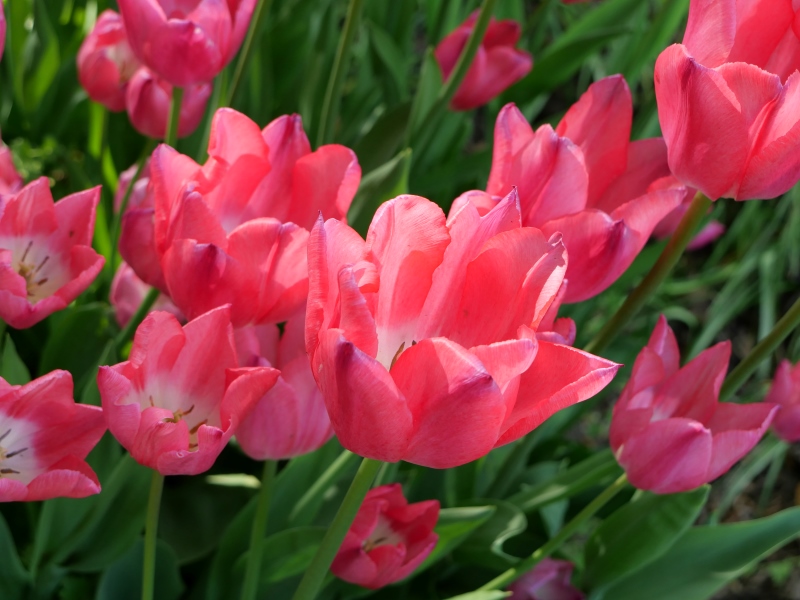 チューリップ クリスマスドリーム