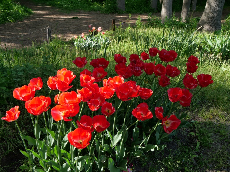 チューリップ スーパーモデル