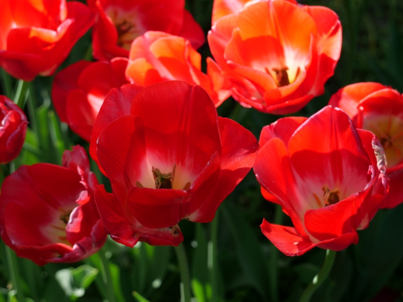 チューリップ スーパーモデル