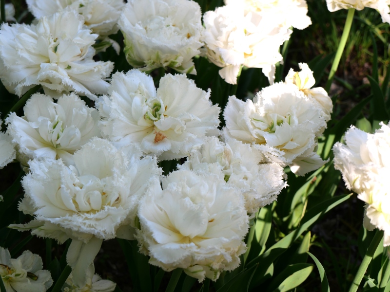 チューリップ スノークリスタル