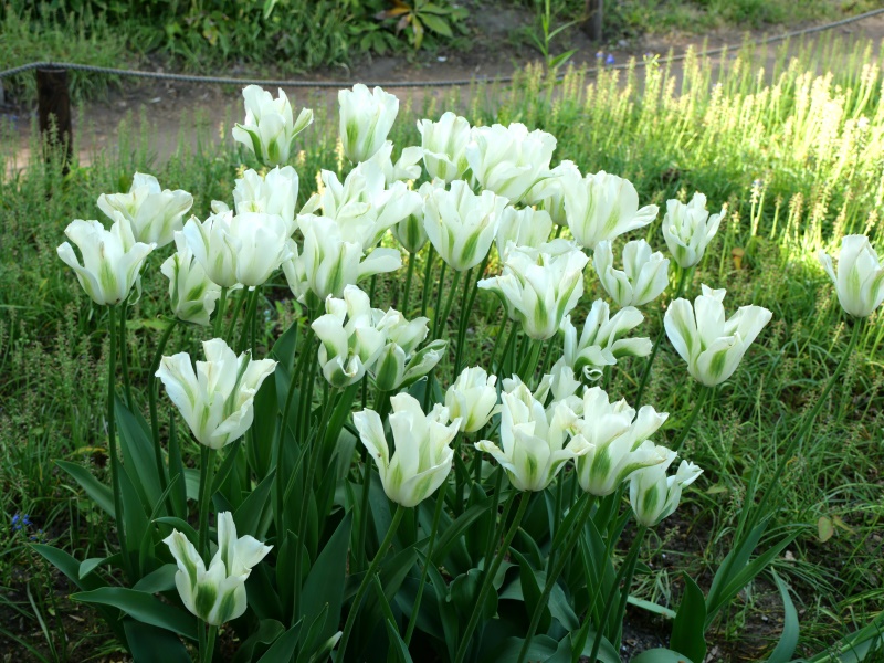 チューリップ スプリンググリーン