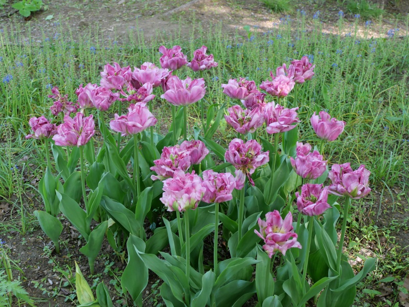 チューリップ ダブルアローサ