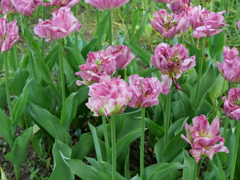 チューリップ ダブルアローサ