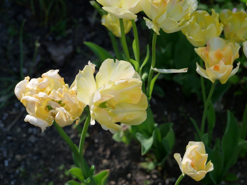 チューリップ チャーミングビューティ