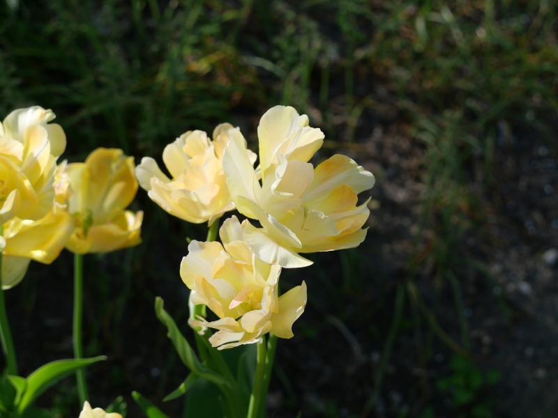 チューリップ チャーミングビューティ