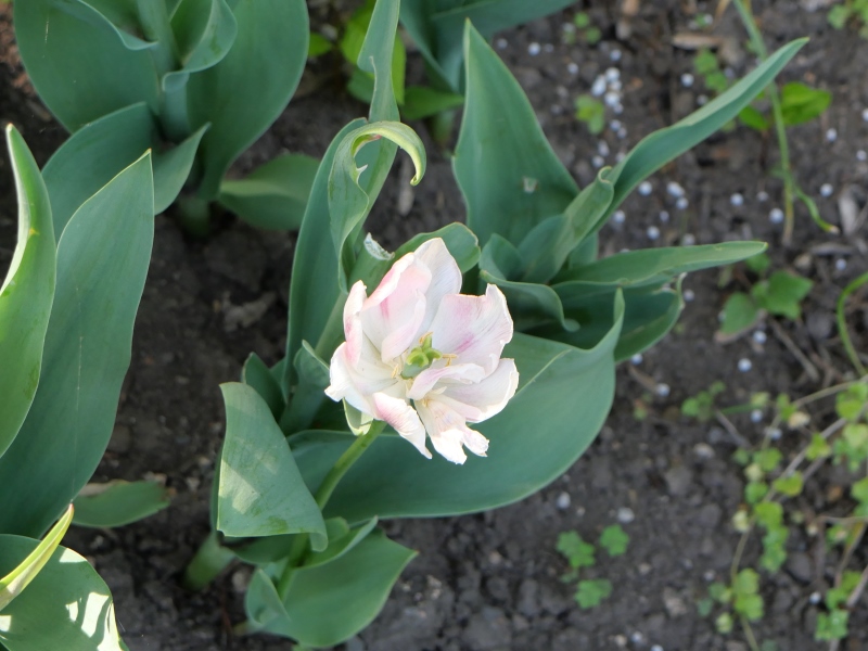 チューリップ フォクシーフォックストロット