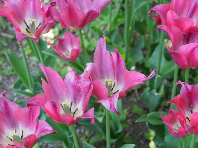 チューリップ プリティラブ