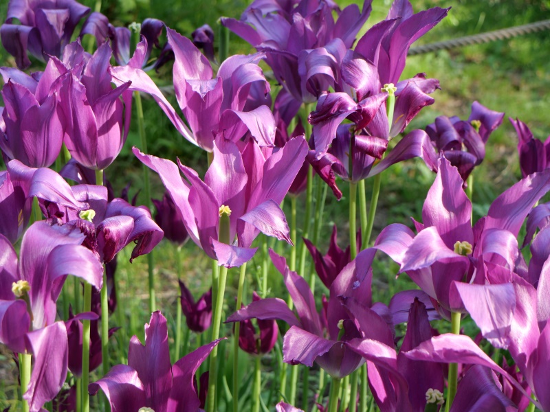 チューリップ 夢の紫