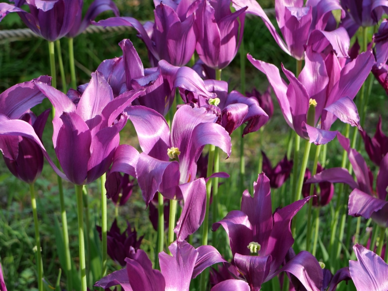 チューリップ 夢の紫