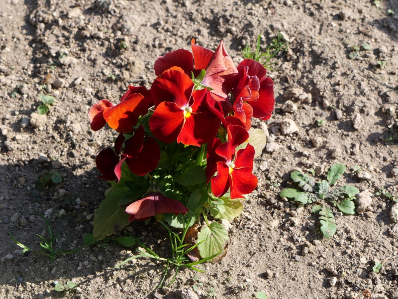 Viola パンジー デルタ ピュアレッド