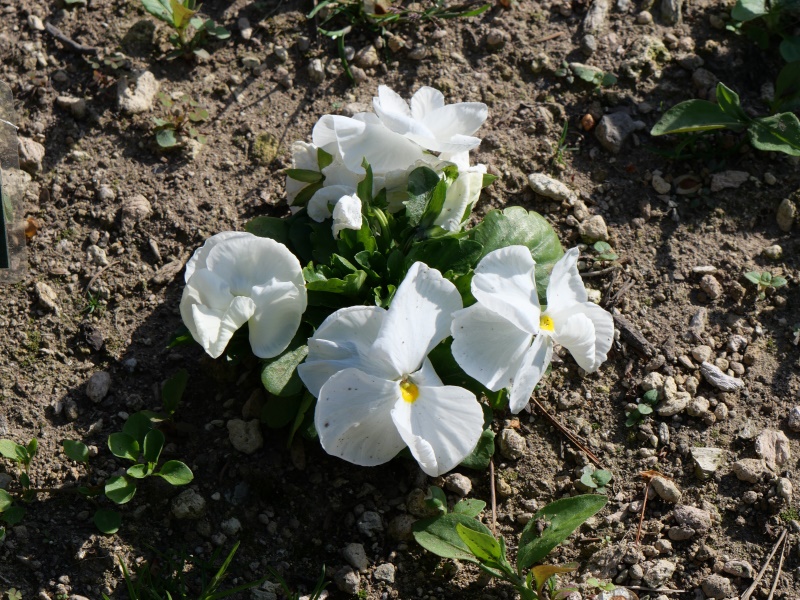 Viola パンジー デルタプレミアム ピュアホワイト