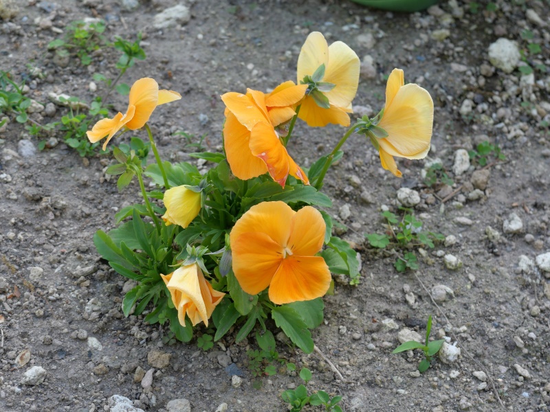 Viola パンジー パシオ クリアオレンジ