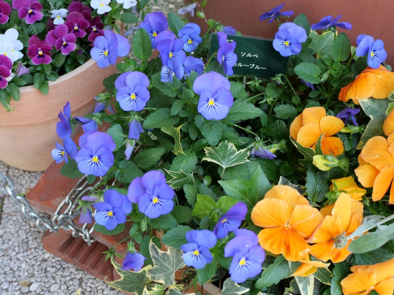 Viola ビオラ ソルベ トゥルーブルー