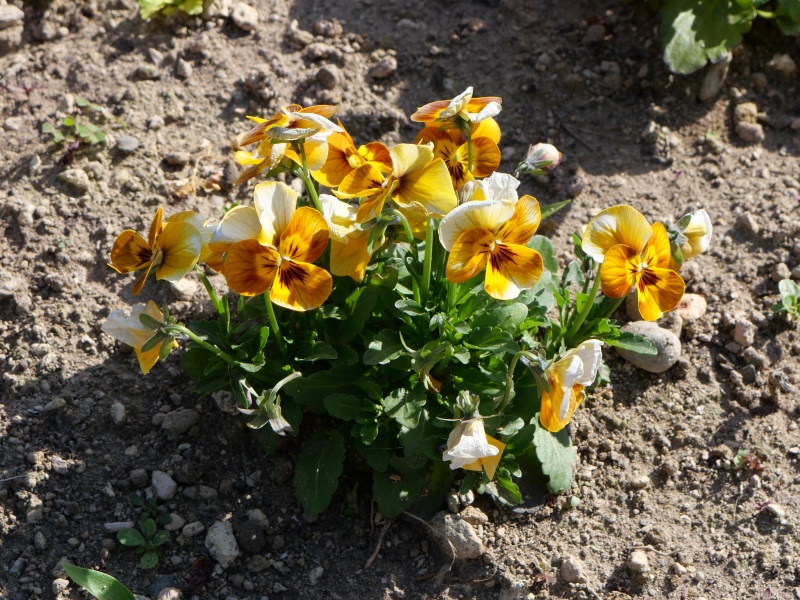 Viola ビオラ ソルベ ハニービー