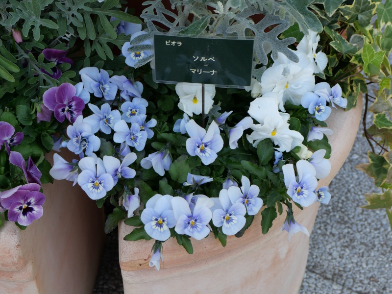 Viola ビオラ ソルベ マリーナ