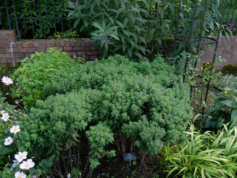 アスター ‘パープルドーム’(Symphyotrichum novae-angliae ‘Purple Dome’)