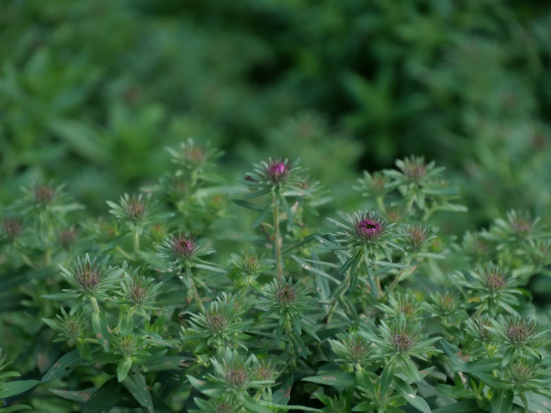 アスター ‘パープルドーム’(Symphyotrichum novae-angliae ‘Purple Dome’)
