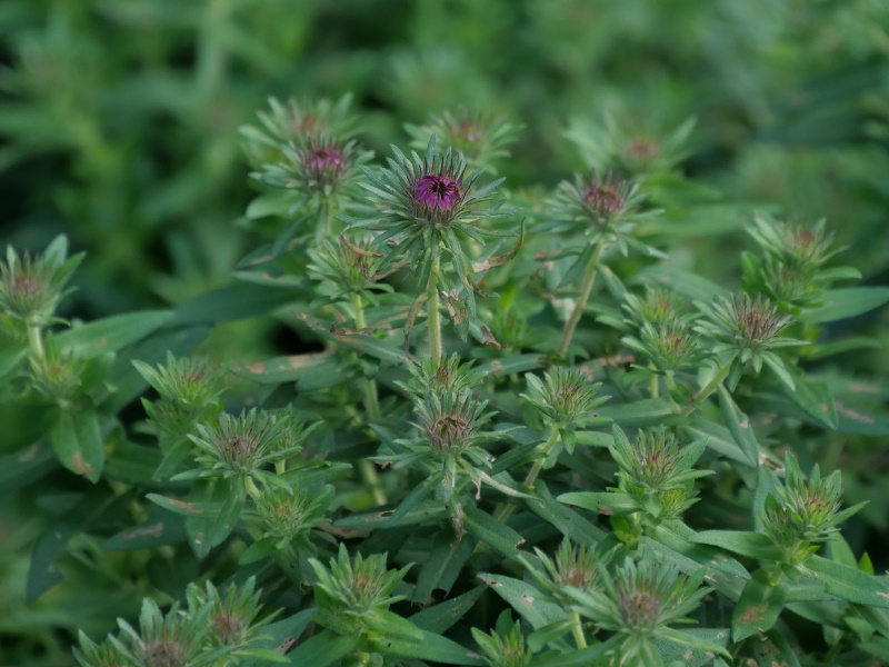アスター ‘パープルドーム’(Symphyotrichum novae-angliae ‘Purple Dome’)