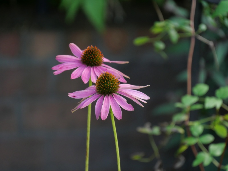 エキナケア ‘シャイアン スピリット’(Echinacea ‘Cheyenne Spirit’)