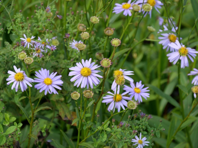 エゾカワラナデシコ(Dianthus superbus var. superbus)