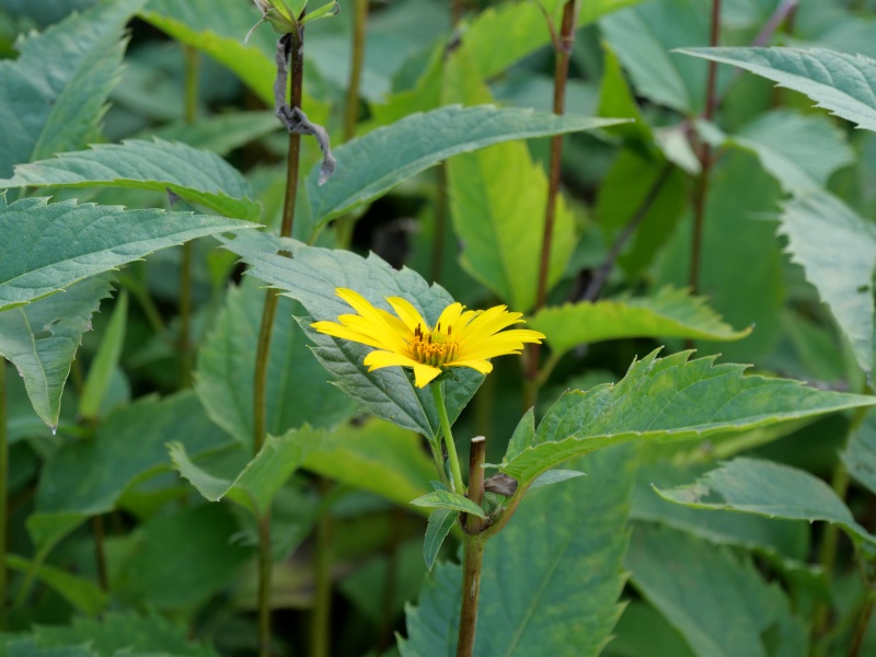 キクイモモドキ(Heliopsis helianthoides)