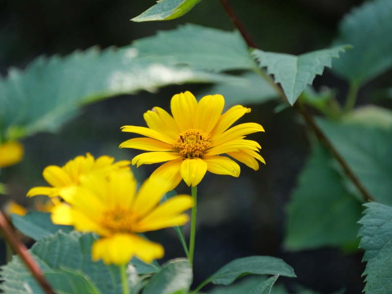 キクイモモドキ(Heliopsis helianthoides)